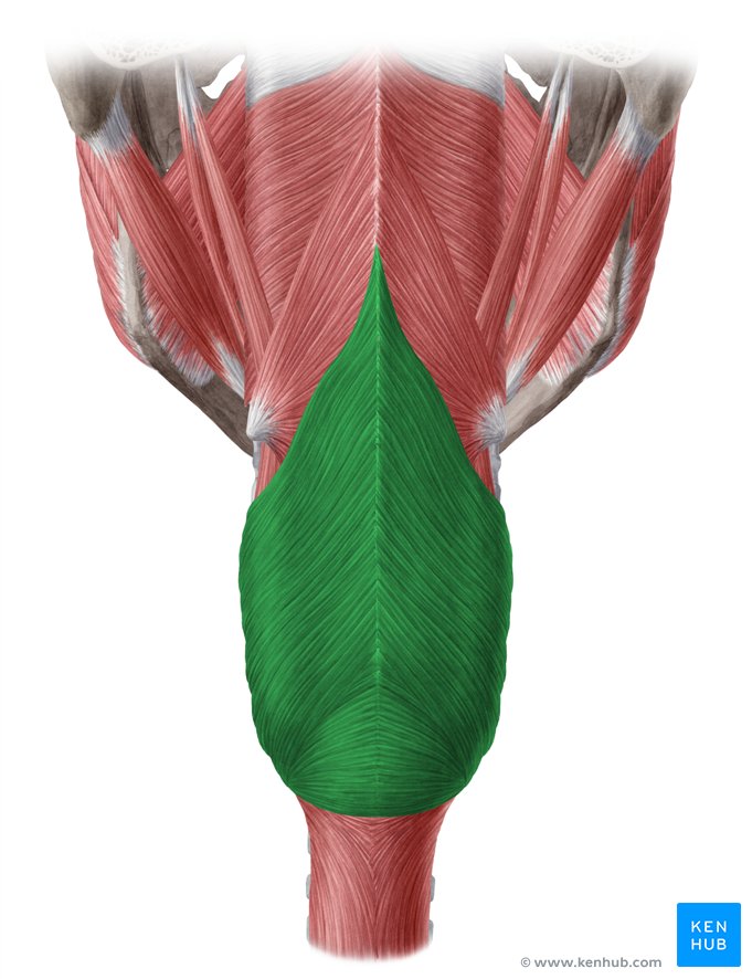 Inferior pharyngeal constrictor (Musculus constrictor pharyngis inferior)