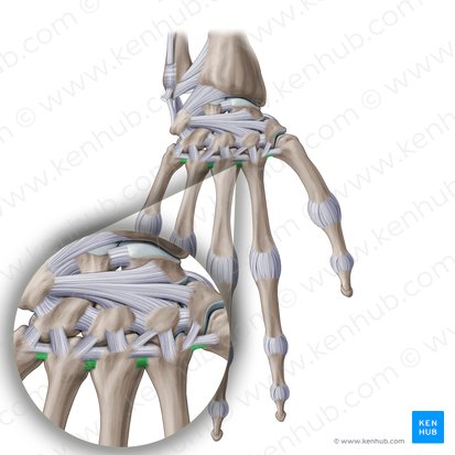 Ligamenta metacarpea interossea (Zwischenknochenbänder der Mittelhand); Bild: Paul Kim