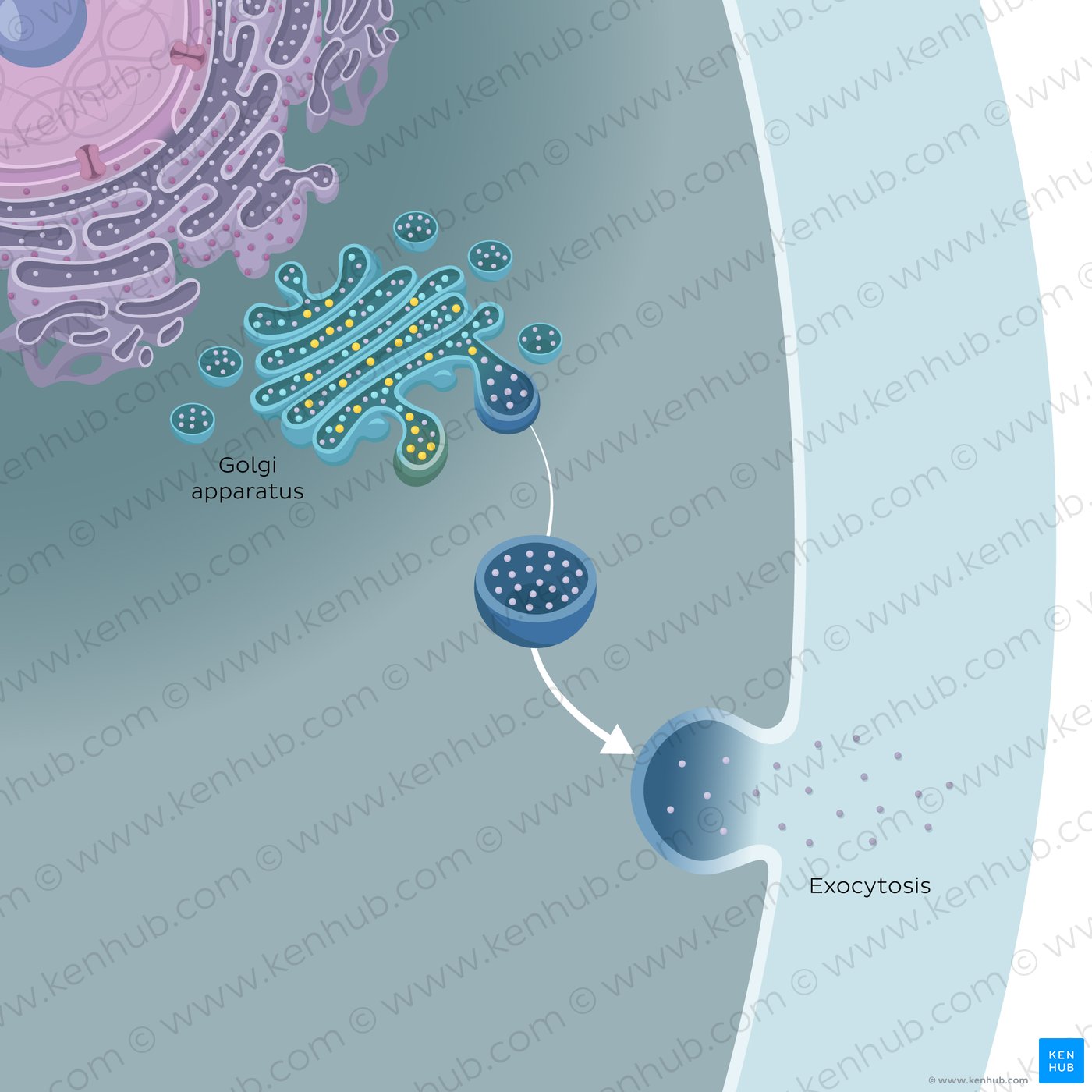 Vesicular transport: exocytosis