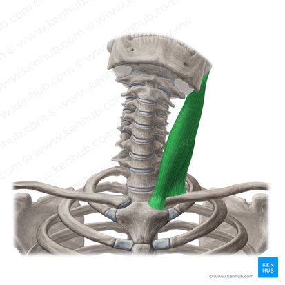 Sternocleidomastoid muscle (Musculus sternocleidomastoideus); Image: Yousun Koh