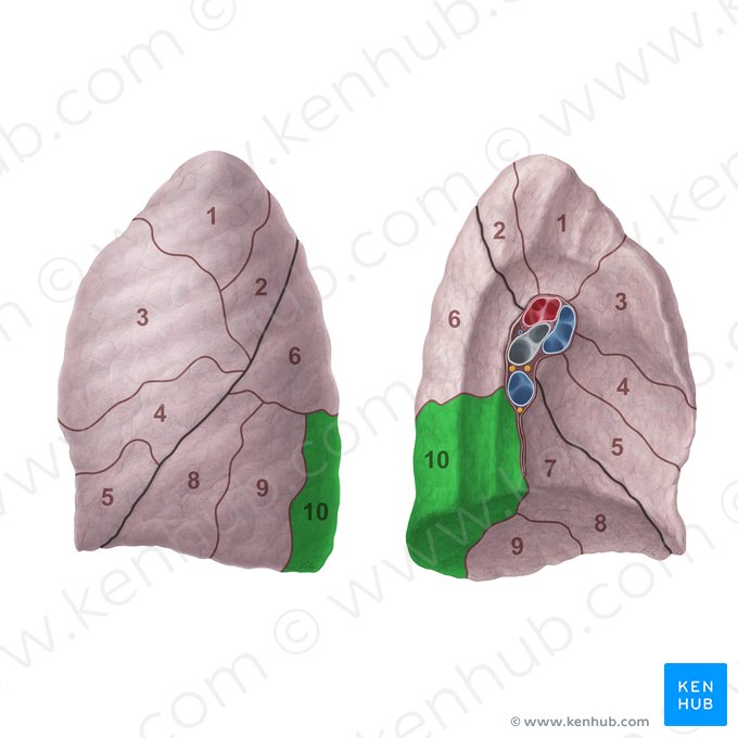 Posterior basal segment of left lung (Segmentum basale posterius pulmonis sinistri); Image: Paul Kim