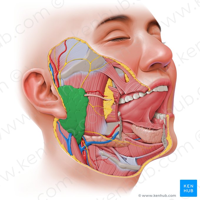 Parotid gland (Glandula parotidea); Image: Paul Kim