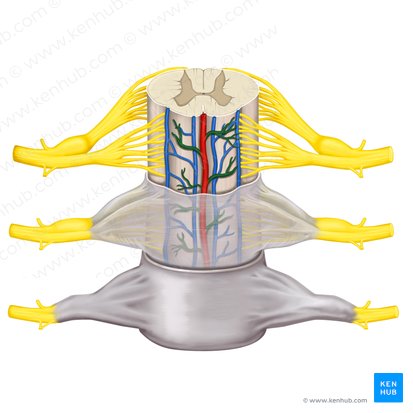 Plexo vascular de la piamadre (Plexus vasculosus piae matris); Imagen: Rebecca Betts