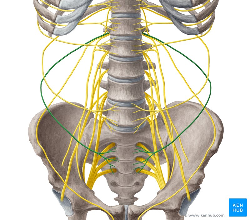 Iliohypogastric nerve