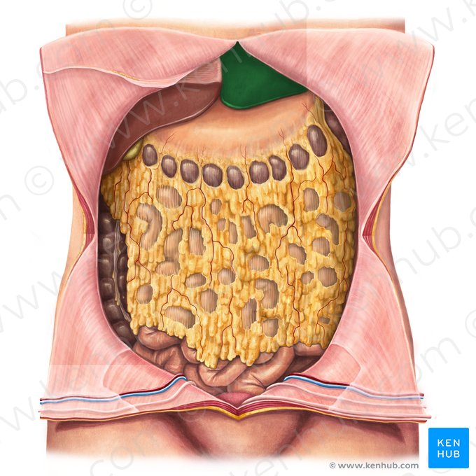 Lobus sinister hepatis (Linker Leberlappen); Bild: Irina Münstermann