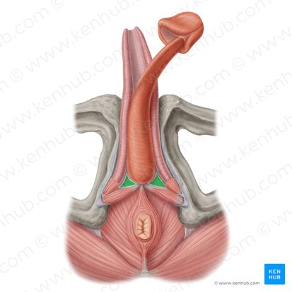 Membrana perineal (Membrana perinei); Imagem: Samantha Zimmerman