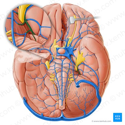 Superior cerebellar vein (Vena superior cerebelli); Image: Paul Kim