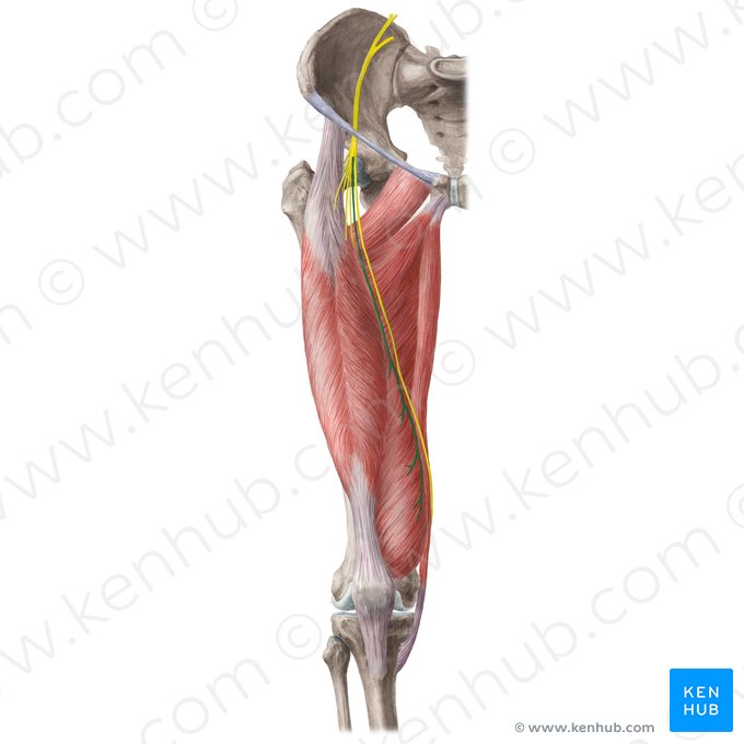 Rami musculares nervi femoralis (Muskuläre Äste des Oberschenkelnervs); Bild: Liene Znotina