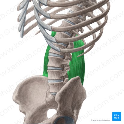 Músculo quadrado lombar (Musculus quadratus lumborum); Imagem: Yousun Koh