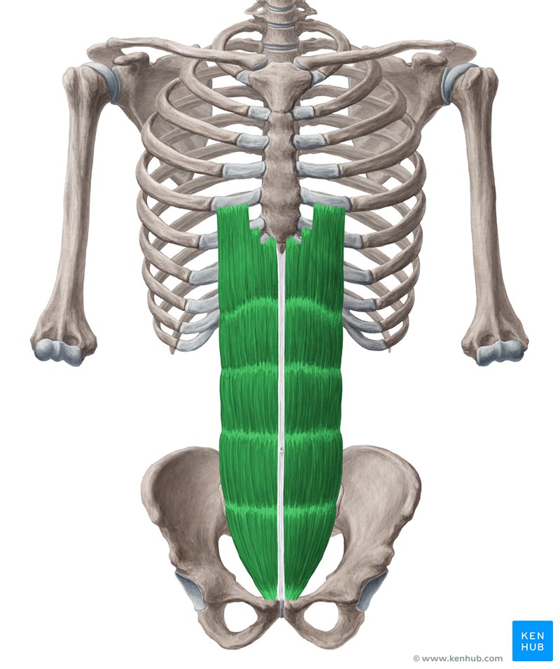 Músculo reto abdominal (verde) - vista anterior