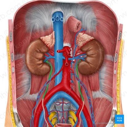 Abdominal part of ureter (Pars abdominalis ureteris); Image: Irina Münstermann