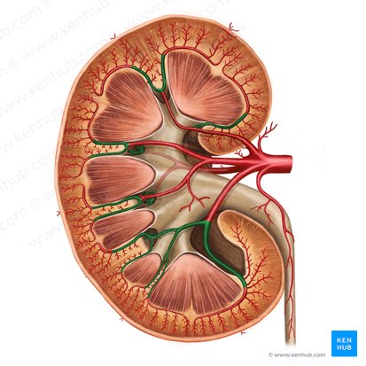 Arteriae interlobares renis (Zwischenlappenarterien der Niere); Bild: Irina Münstermann