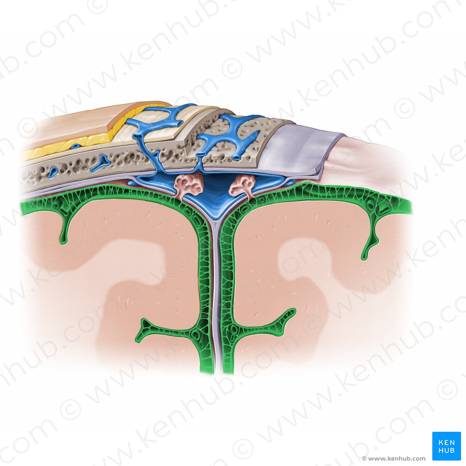 Meninges: Dura, arachnoid, pia, meningeal spaces | Kenhub