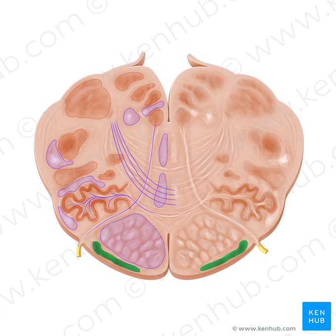 Núcleo arqueado do bulbo raquidiano (Nucleus arcuatus medullae oblongatae); Imagem: Paul Kim