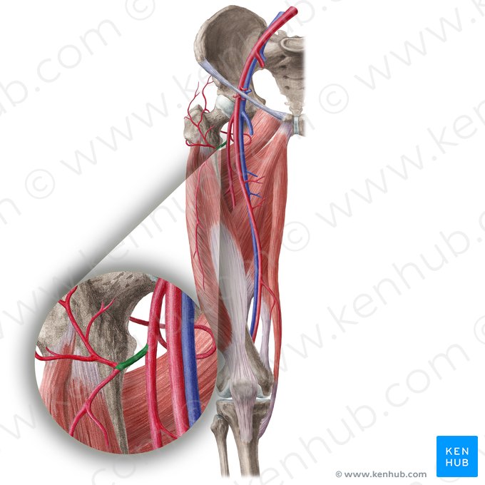 Artéria circunflexa femoral lateral (Arteria circumflexa lateralis femoralis); Imagem: Liene Znotina