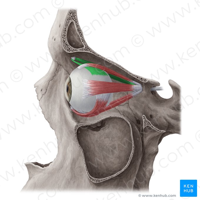 Músculo oblicuo superior (Musculus obliquus superior); Imagen: Yousun Koh