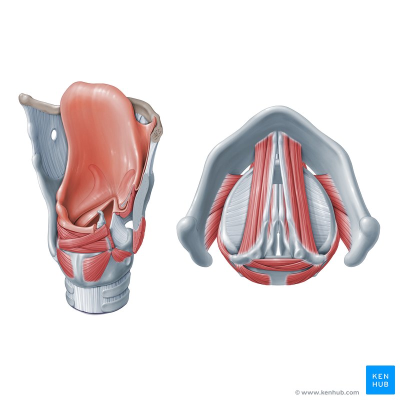 Anatomy of the muscles of the larynx