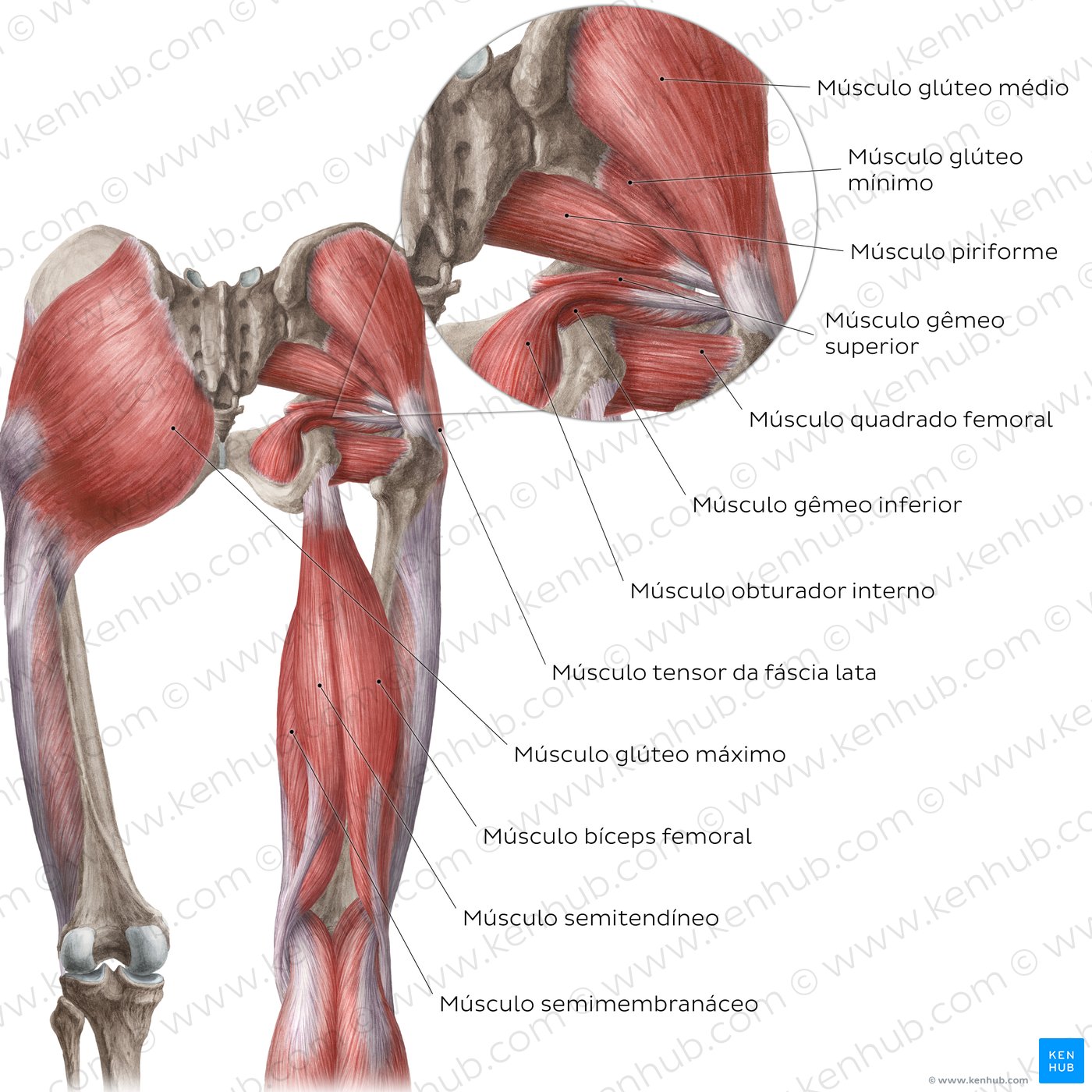 Músculos do quadril e da coxa (vista posterior)