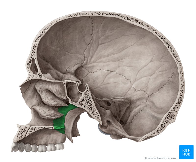 Palatine bone - medial view