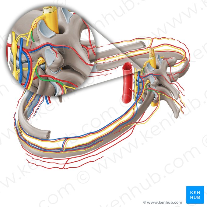 Ramo posterior do nervo espinal (Ramus posterior nervi spinalis); Imagem: Paul Kim