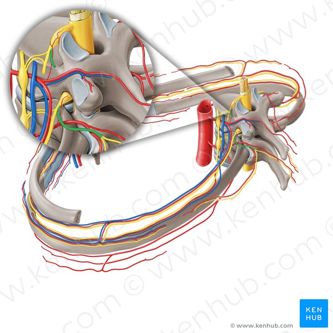 Rameau postérieur du nerf spinal (Ramus posterior nervi spinalis); Image : Paul Kim