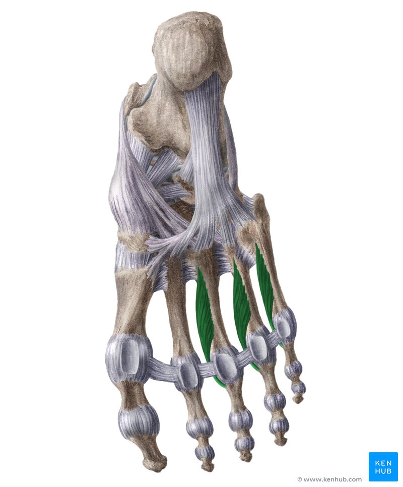 Plantar interossei muscles (Musculi interossei plantares)