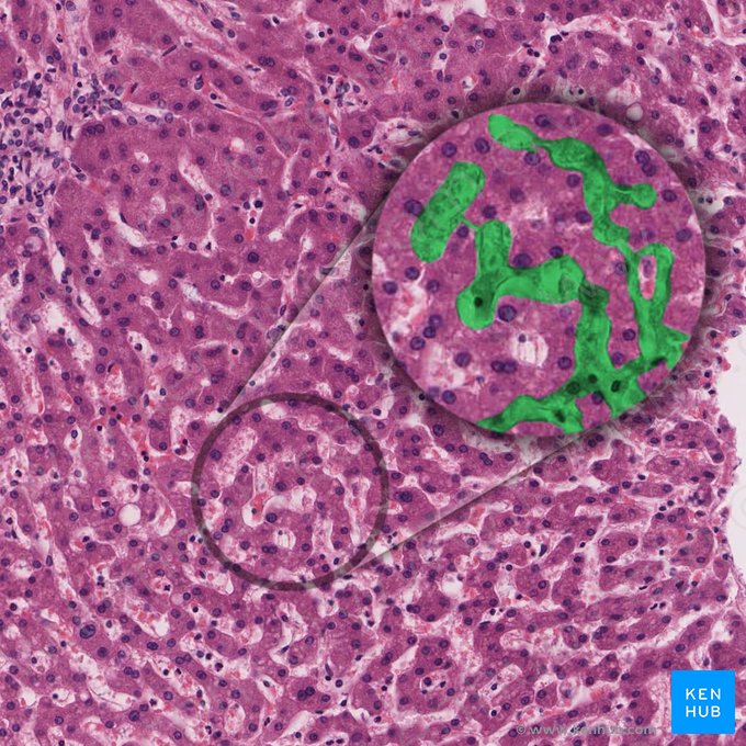 Hepatic sinusoid (Vas sinusoideum hepaticum); Image: 