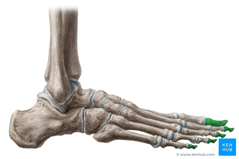 Distal phalanges of the foot - caudal view