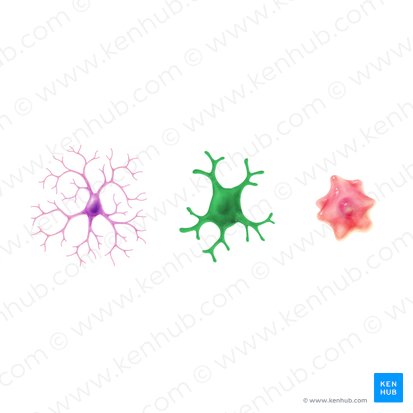 Bushy (activated) microglia; Image: Paul Kim