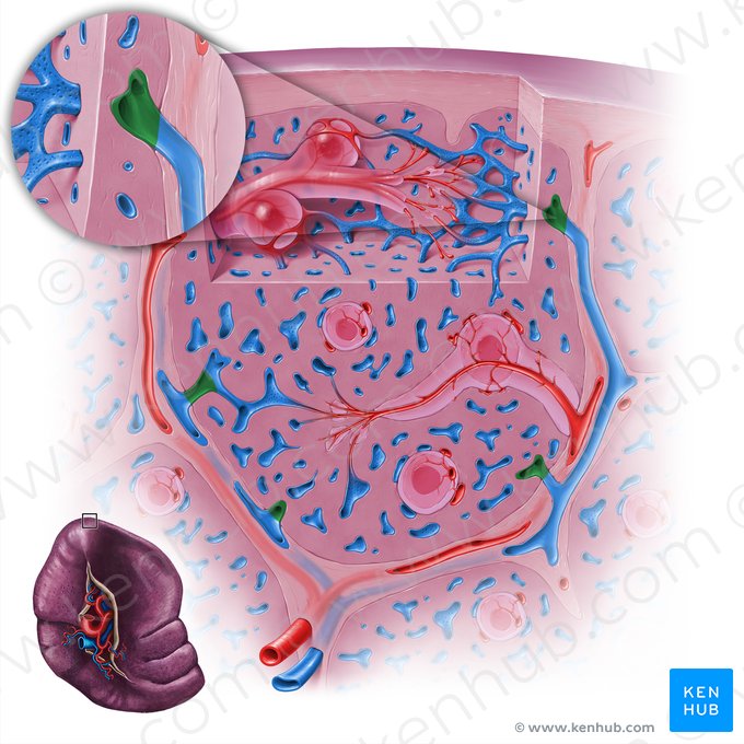 Vena de pulpa roja (Vena pulpae rubrae); Imagen: Paul Kim