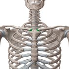Sternoclavicular joint