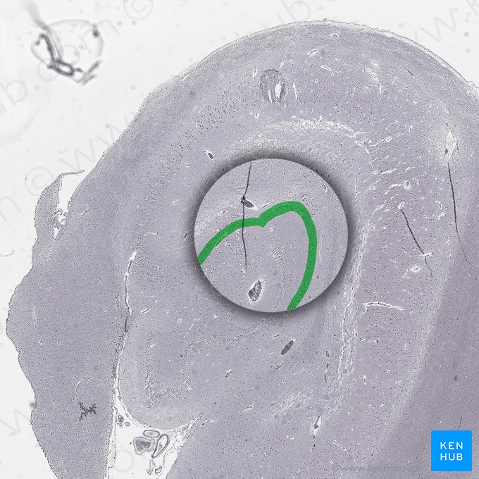 Dentate granule cell layer; Image: 