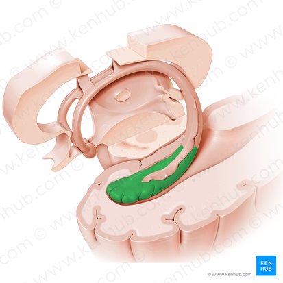 Hipocampo (Hippocampus); Imagem: Paul Kim