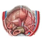 Ureters 