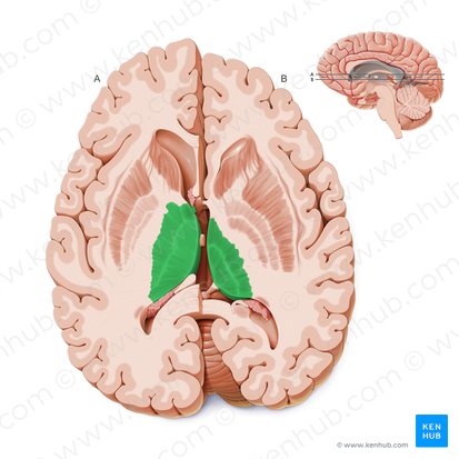 Thalamus; Image: Paul Kim