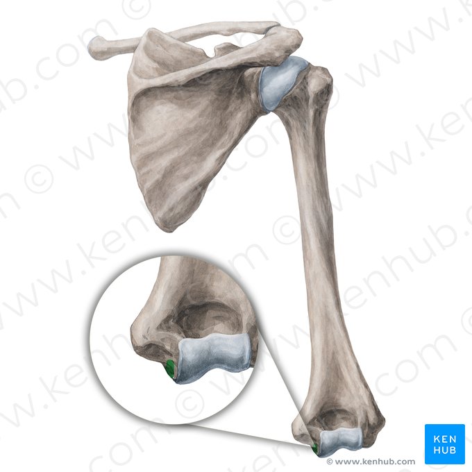 Surco para el nervio ulnar (Sulcus nervi ulnaris humeri); Imagen: Yousun Koh