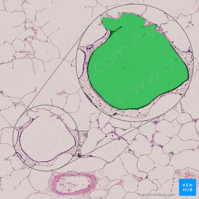 Respiratory bronchiole (Bronchiolus respiratorius); Image: 