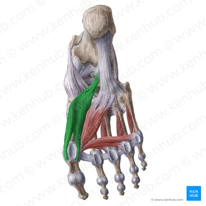 Músculo flexor curto do hálux (Musculus flexor hallucis brevis); Imagem: Liene Znotina