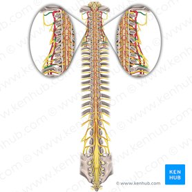 Spinal nerves C1-C8 (Nervi spinales C1-C8); Image: Rebecca Betts