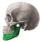 Mandibula (Unterkiefer)