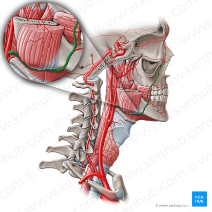 Facial artery (Arteria facialis); Image: Paul Kim