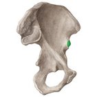 Anterior inferior iliac spine