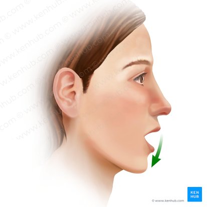 Depresión de la mandíbula (Depressio mandibulae); Imagen: Paul Kim