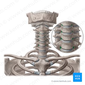 Uncovertebral joints: Anatomy, hypertrophy | Kenhub
