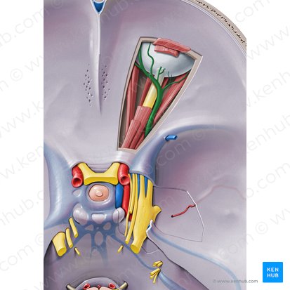 Superior ophthalmic vein (Vena ophthalmica superior); Image: Paul Kim