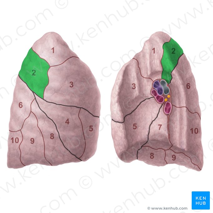 Segmentum posterius pulmonis dextri (Hinteres Segment der rechten Lunge); Bild: Paul Kim