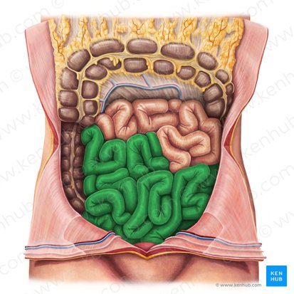 Iléon (Ileum); Image : Irina Münstermann