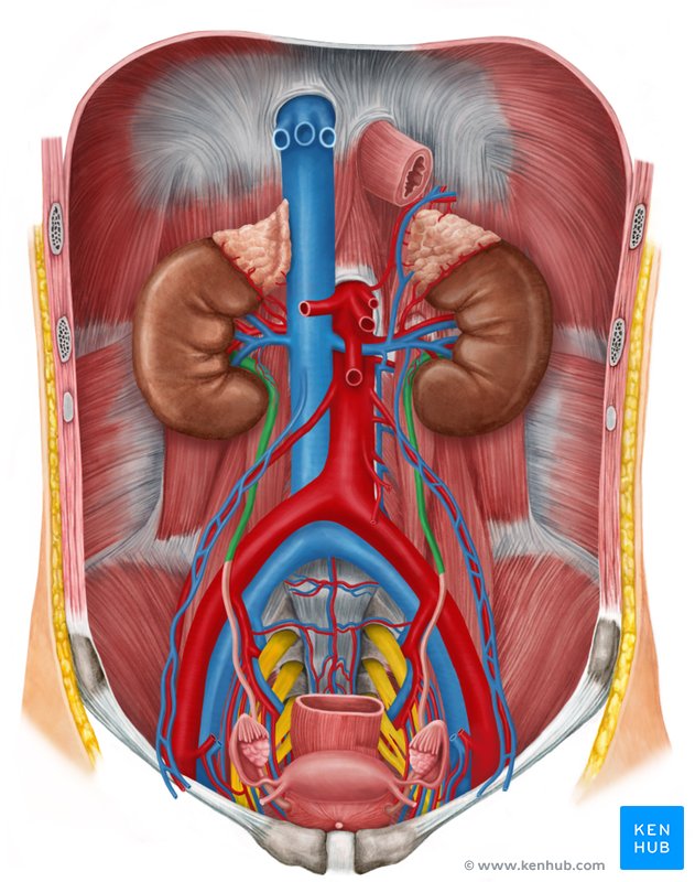 Parte abdominal do ureter (vista anterior)