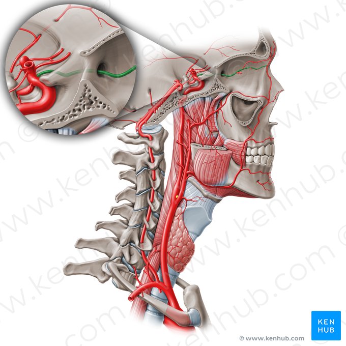 Ophthalmic artery (Arteria ophthalmica); Image: Paul Kim