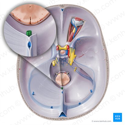 Vena cerebral magna (Vena magna cerebri); Imagen: Paul Kim